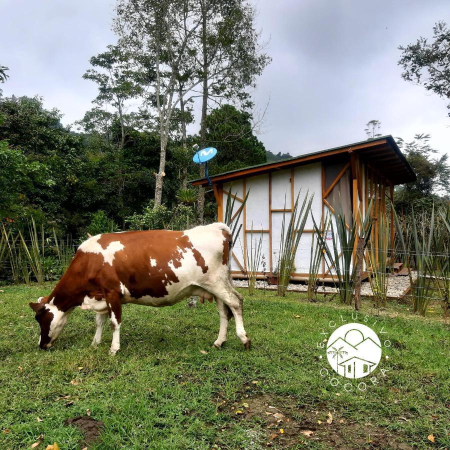 Villa Exclusivo Cocora Con Jacuzzi Salento Quindio Exterior foto